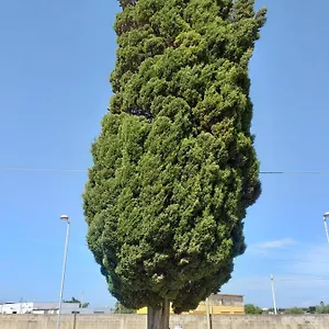  Bed & Breakfast L'albero Italia